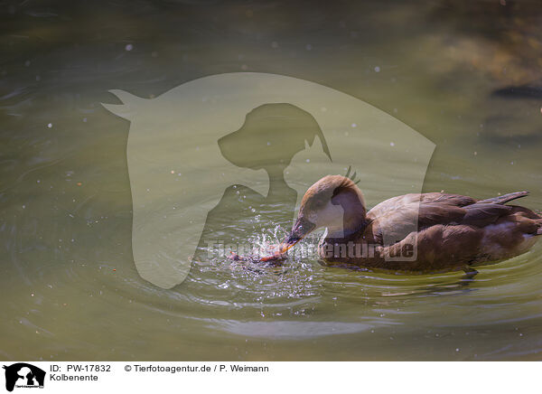 Kolbenente / red-crested pochard / PW-17832