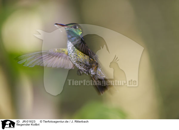 fliegender Kolibri / JR-01623