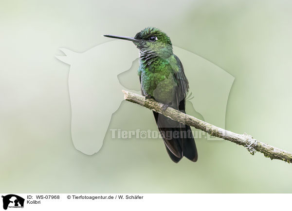 Kolibri / hummingbird / WS-07968