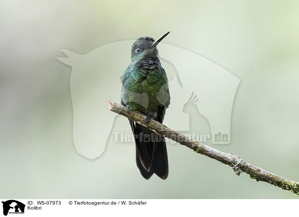 Kolibri / hummingbird / WS-07973