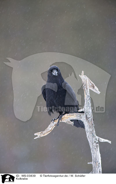 Kolkrabe / common raven / WS-03839