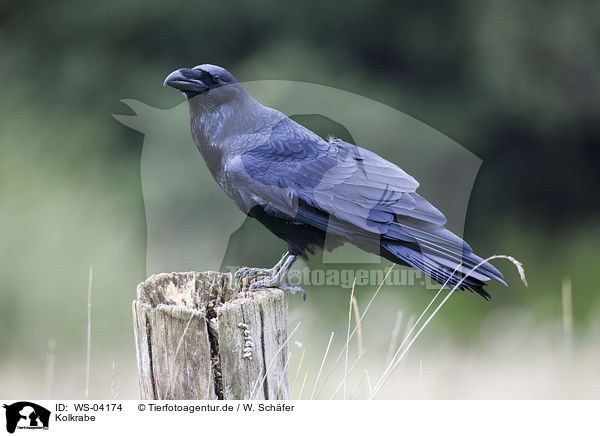 Kolkrabe / common raven / WS-04174