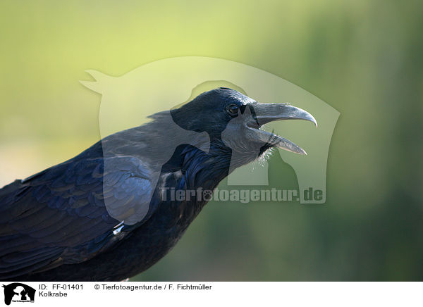 Kolkrabe / common raven / FF-01401