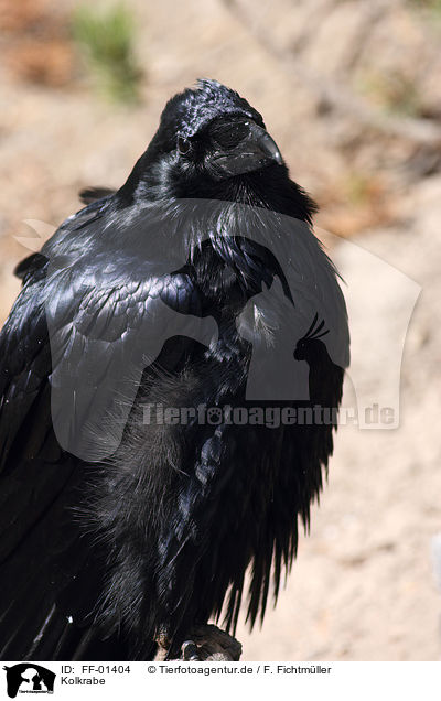 Kolkrabe / common raven / FF-01404