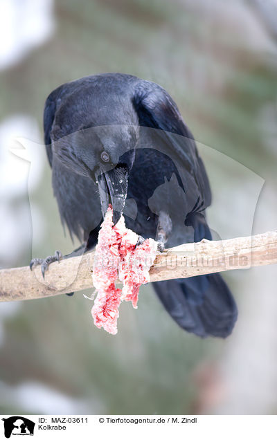 Kolkrabe / common raven / MAZ-03611