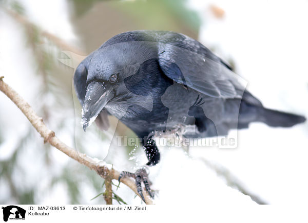 Kolkrabe / common raven / MAZ-03613