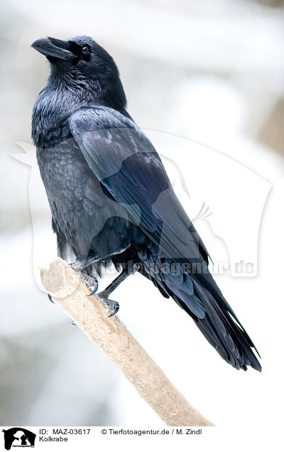 Kolkrabe / common raven / MAZ-03617