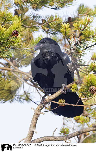 Kolkrabe / common raven / MBS-08047