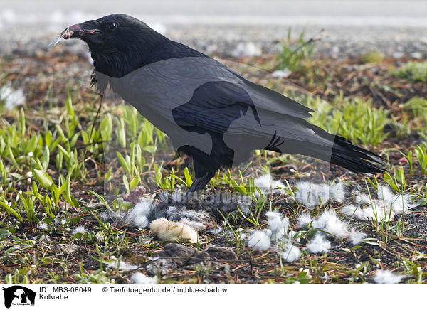 Kolkrabe / common raven / MBS-08049