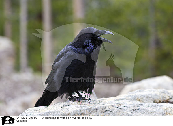 Kolkrabe / common raven / MBS-08050