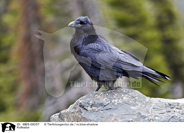 Kolkrabe / common raven / MBS-08057