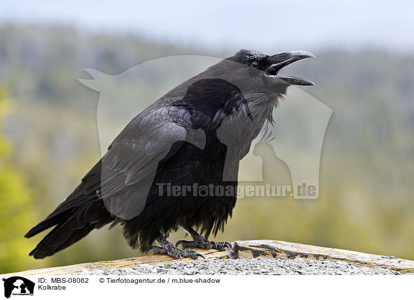 Kolkrabe / common raven / MBS-08062