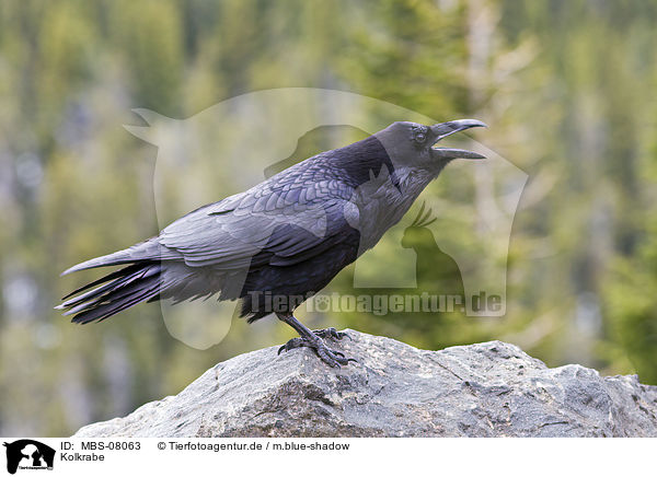Kolkrabe / common raven / MBS-08063