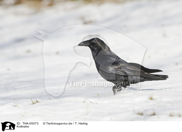 Kolkrabe / common raven / THA-05073