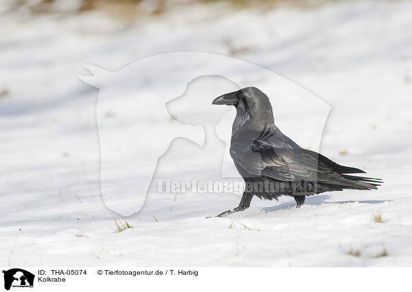 Kolkrabe / THA-05074