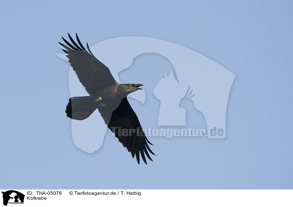 Kolkrabe / common raven / THA-05076