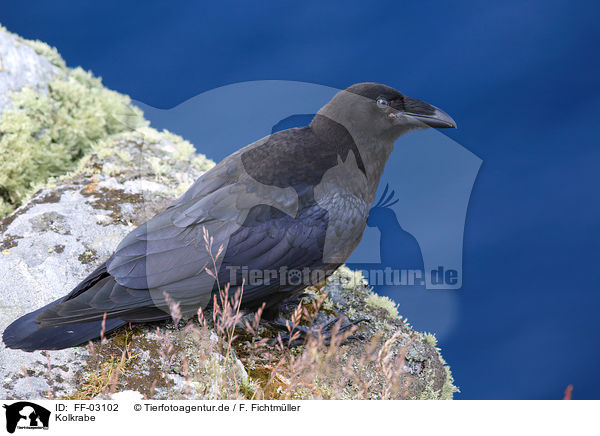Kolkrabe / common raven / FF-03102
