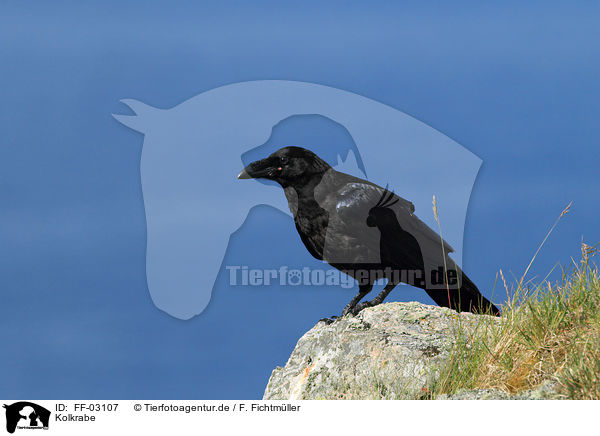 Kolkrabe / common raven / FF-03107