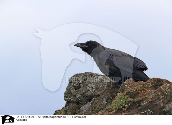 Kolkrabe / common raven / FF-04586