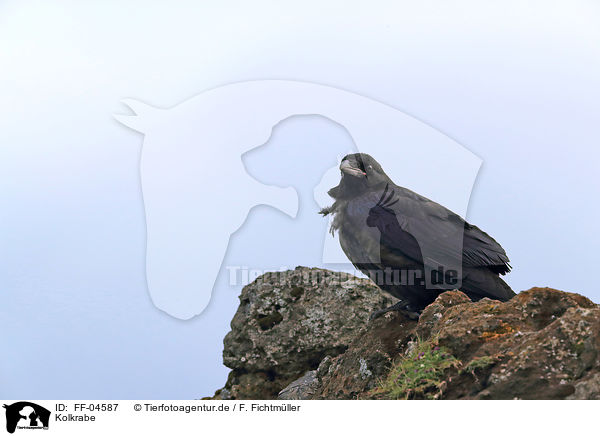 Kolkrabe / common raven / FF-04587