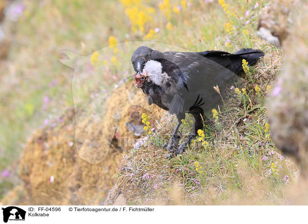 Kolkrabe / common raven / FF-04596