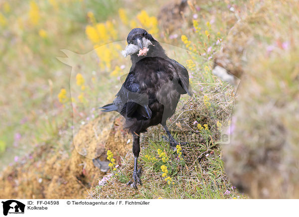 Kolkrabe / common raven / FF-04598