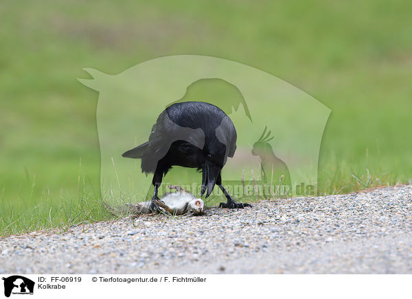 Kolkrabe / common raven / FF-06919