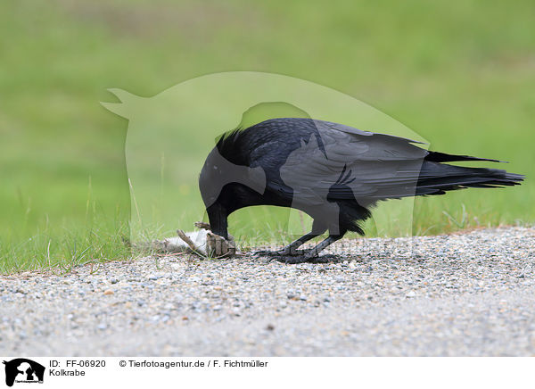 Kolkrabe / common raven / FF-06920