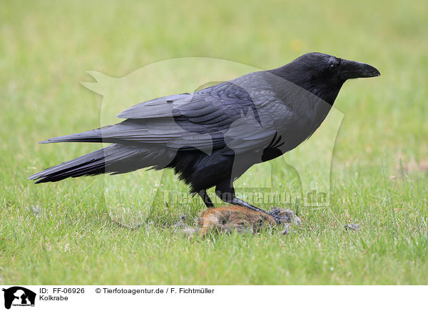 Kolkrabe / common raven / FF-06926