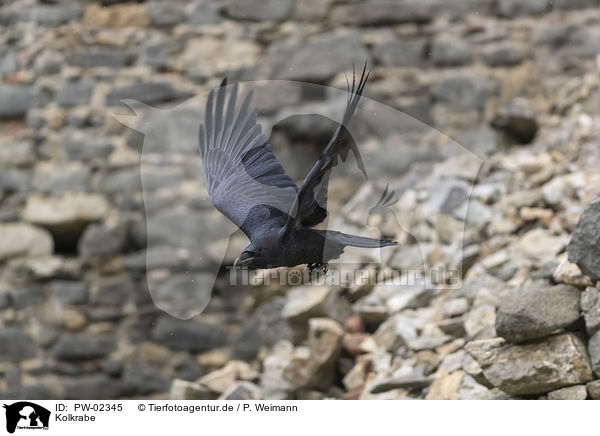 Kolkrabe / common raven / PW-02345