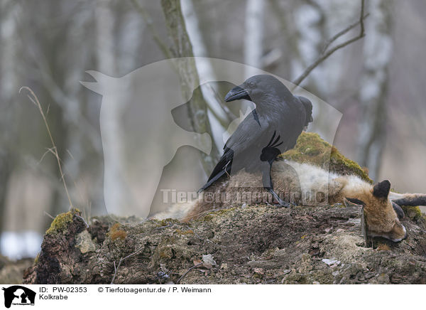 Kolkrabe / common raven / PW-02353