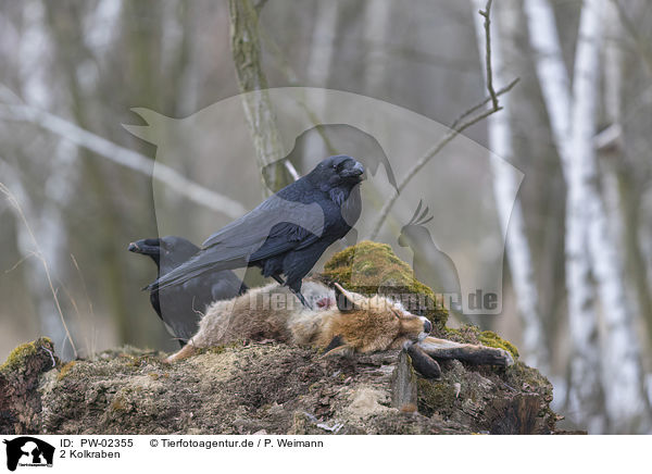 2 Kolkraben / 2 common ravens / PW-02355