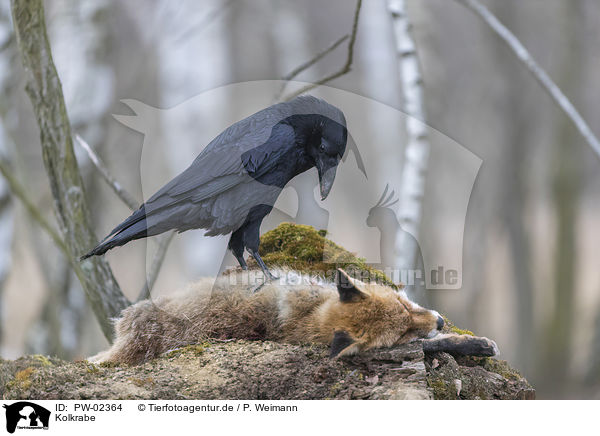 Kolkrabe / common raven / PW-02364