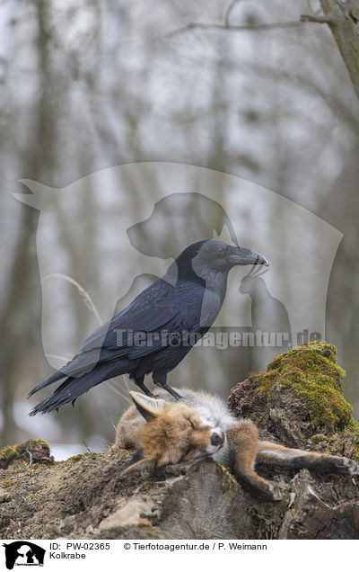 Kolkrabe / common raven / PW-02365