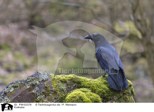 Kolkrabe / common raven / PW-02376