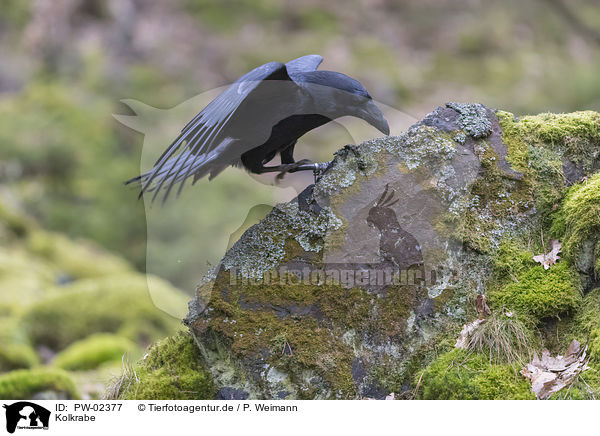 Kolkrabe / common raven / PW-02377