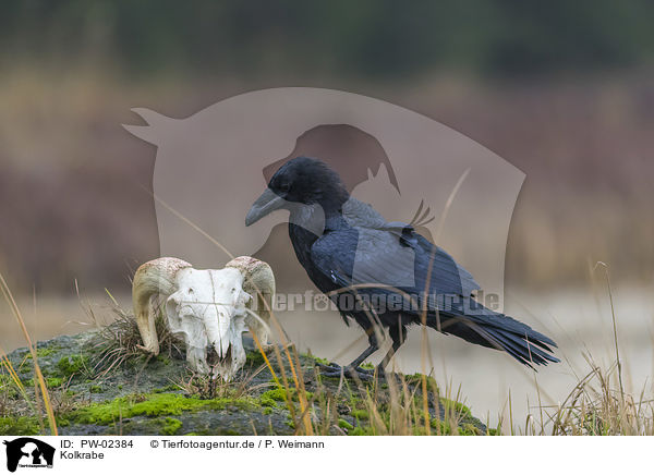 Kolkrabe / common raven / PW-02384
