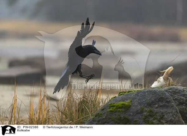 Kolkrabe / common raven / PW-02386