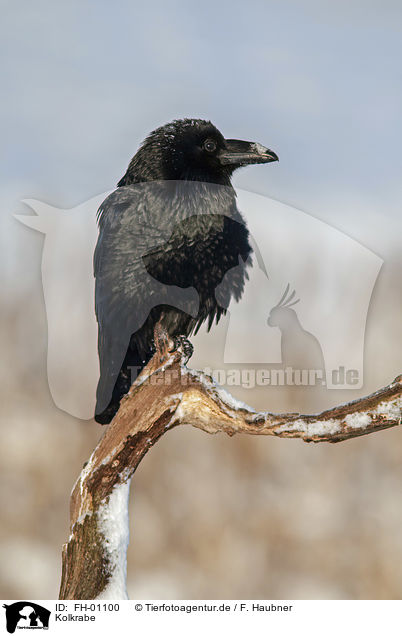 Kolkrabe / Northern Raven / FH-01100