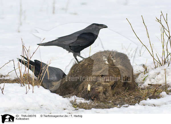 Kolkraben / Northern Ravens / THA-08076