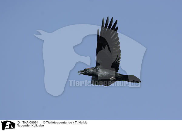 fliegender Kolkrabe / flying Northern Raven / THA-08091