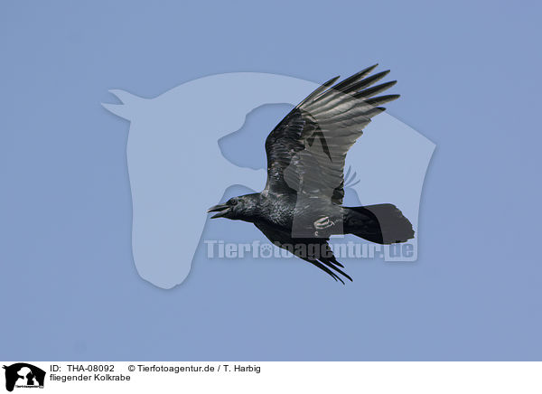fliegender Kolkrabe / flying Northern Raven / THA-08092