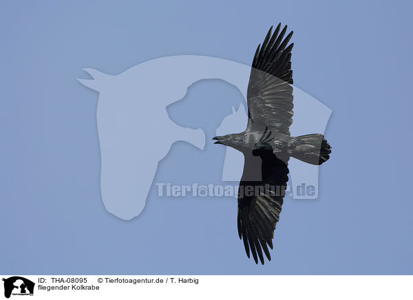 fliegender Kolkrabe / flying Northern Raven / THA-08095