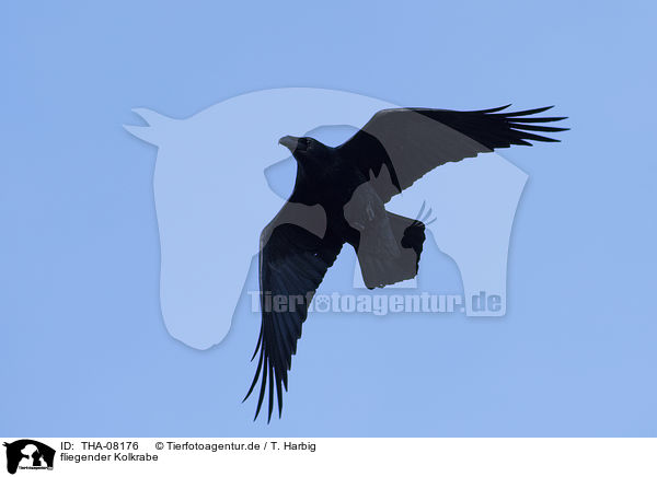 fliegender Kolkrabe / flying Northern Raven / THA-08176