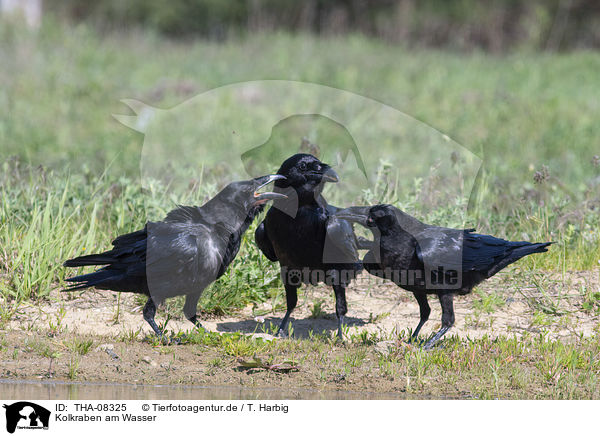 Kolkraben am Wasser / Northern Ravens at the water / THA-08325