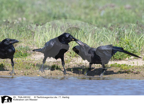 Kolkraben am Wasser / Northern Ravens at the water / THA-08332