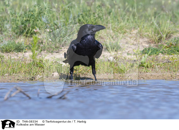 Kolkrabe am Wasser / at the water Northern Raven / THA-08334