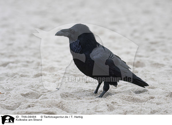 Kolkrabe am Strand / Northern Raven at the beach / THA-08484