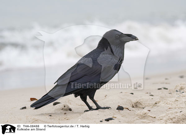 Kolkrabe am Strand / Northern Raven at the beach / THA-08488