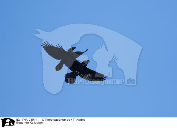 fliegende Kolkraben / flying Northern Ravens / THA-08514